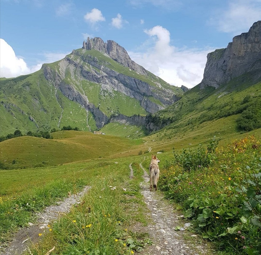 randonnée avec chien au barrage de roselend