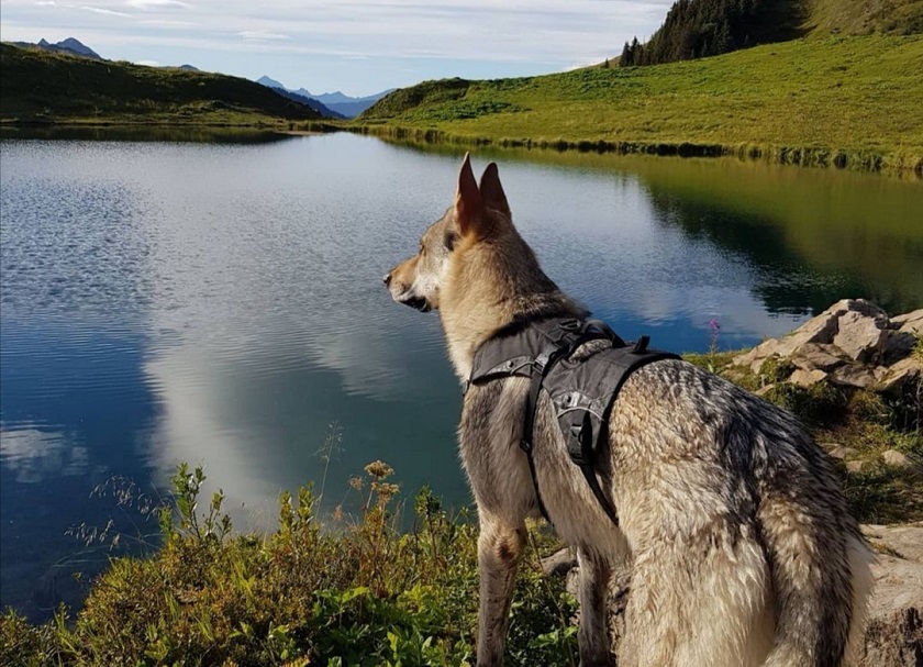 randonnée avec chien croix du berger