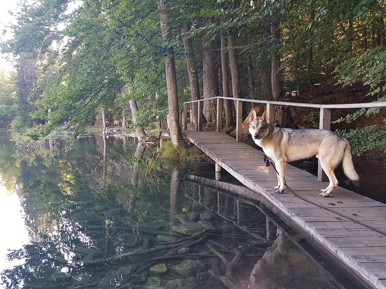 randonner en haute-savoie avec un chien