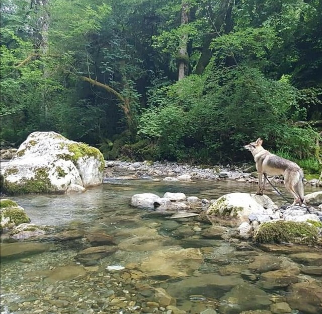 séjour avec chien en savoie