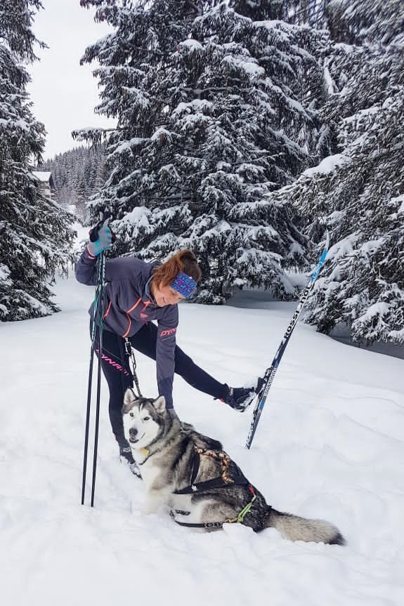 skiejoring avec chien