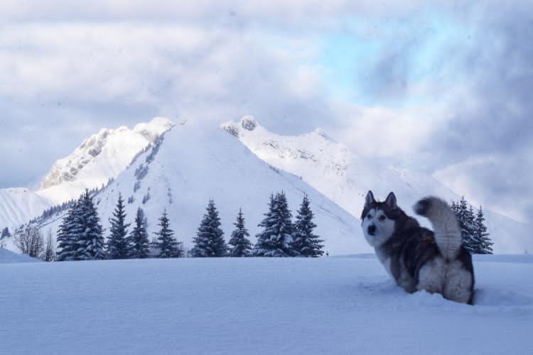 vacances à PRAZ DE LYS - SOMMAND AVEC SON CHIEN