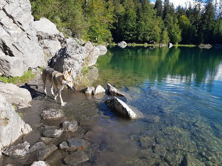 visiter la haute savoie avec un chien