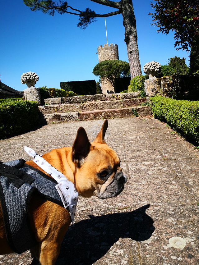 chien qui visite le château de turenne