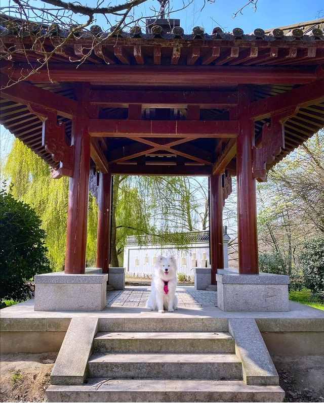 parc floral de bordeaux avec chien