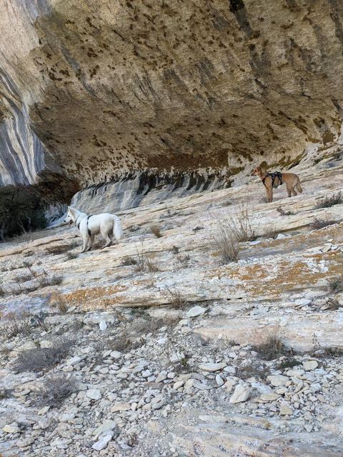 randonnée avec chien dans le vaucluse