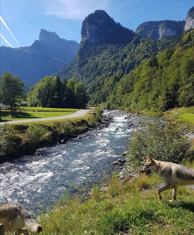 randonner avec un chien en haute-savoie sixt fer à cheval