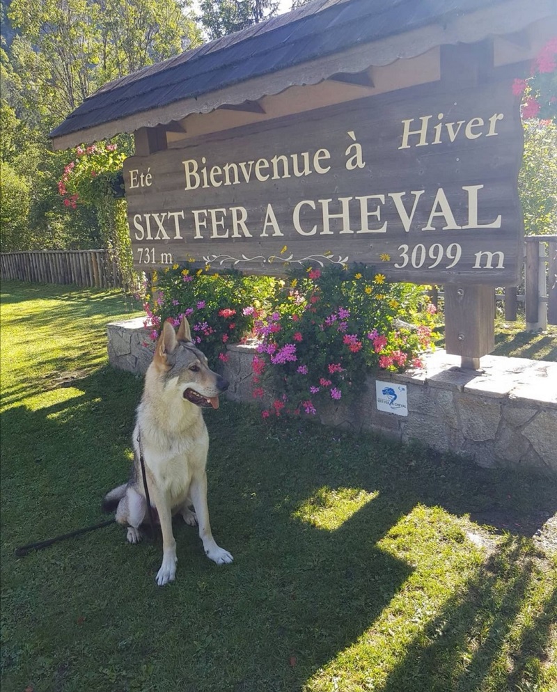 vacances avec chien haute-savoie sixt fer à cheval