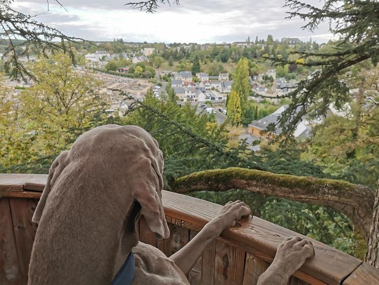 visite château de langeais avec chien