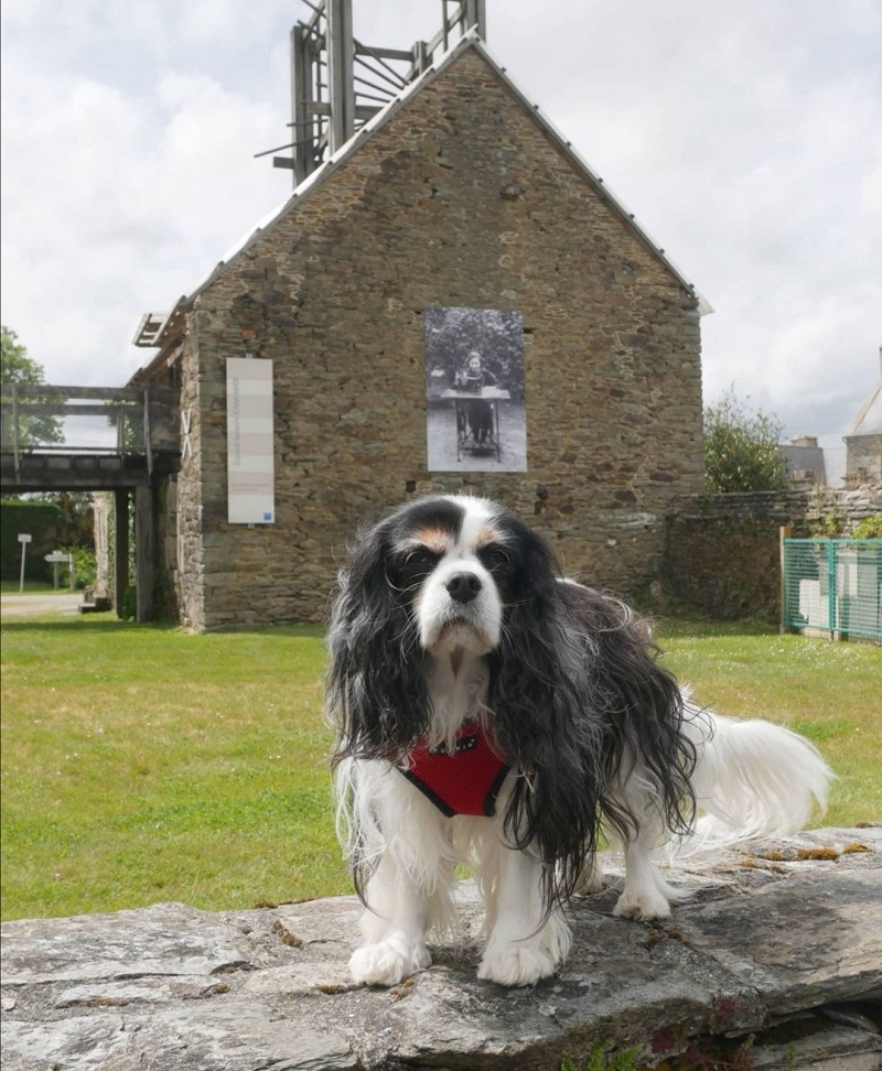 la route du lin avec chien