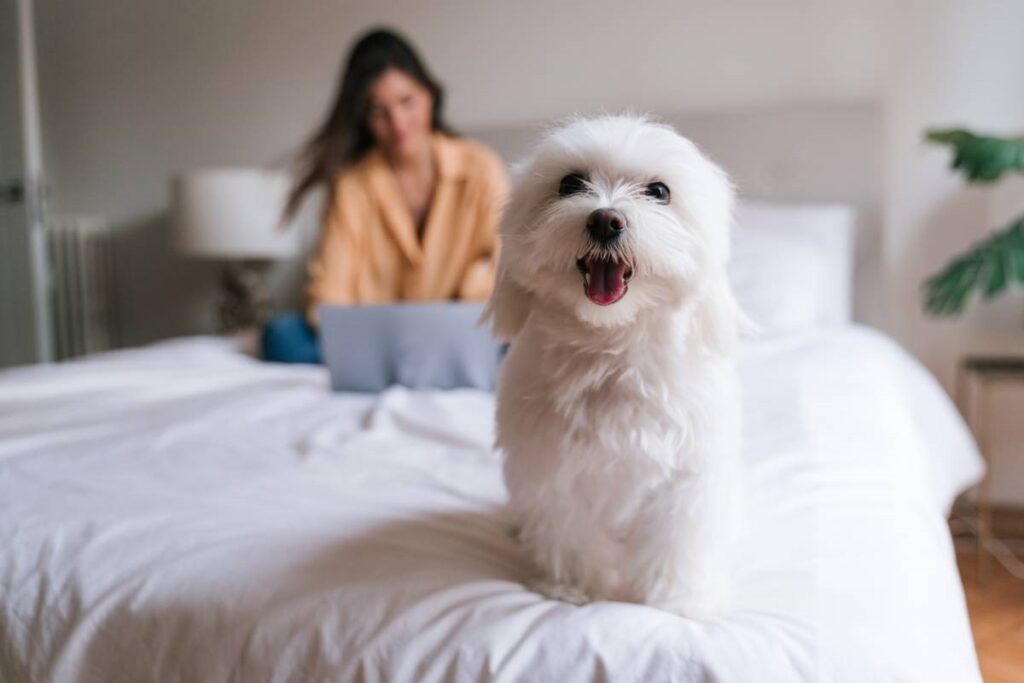 Décoder le langage des chiens