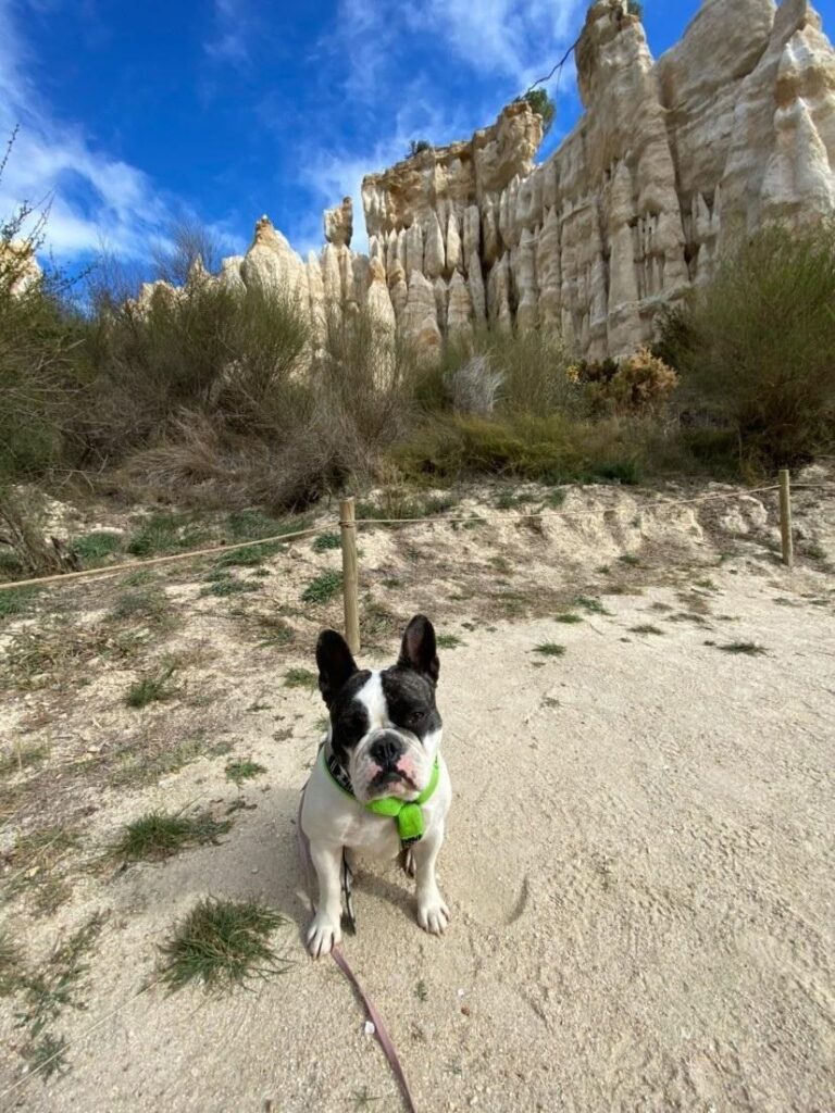 randonner avec chien orgues ille sur têt