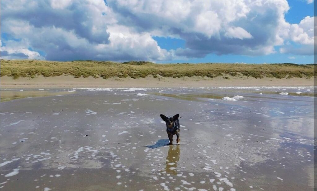vacance en baie de somme avec chien