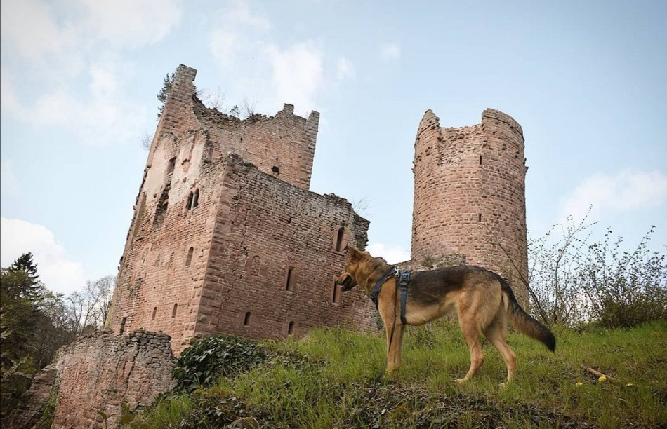 Les châteaux d'Ottrott