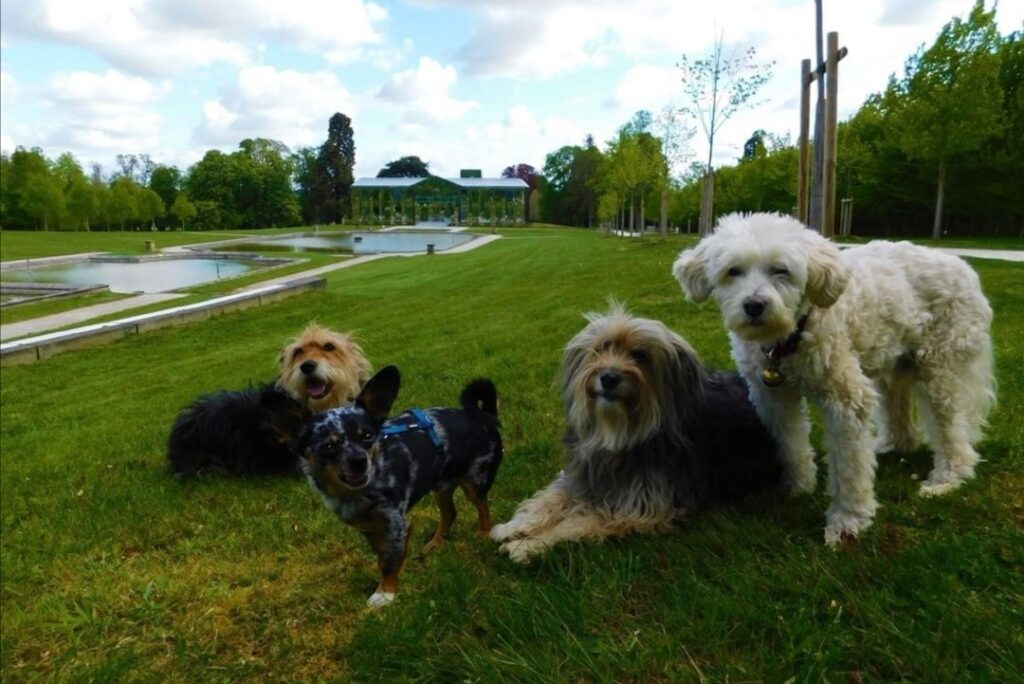 Marne et Gondoire avec votre chien