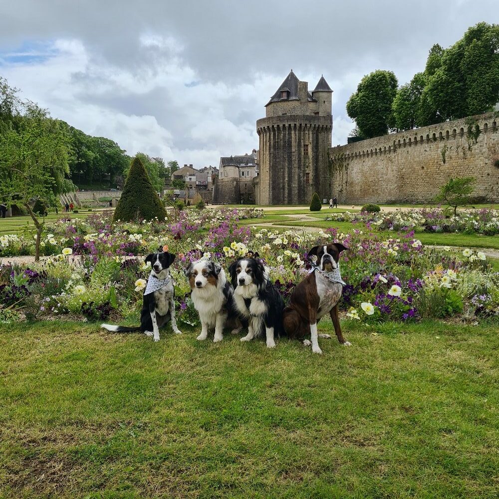 visiter vannes avec un chien