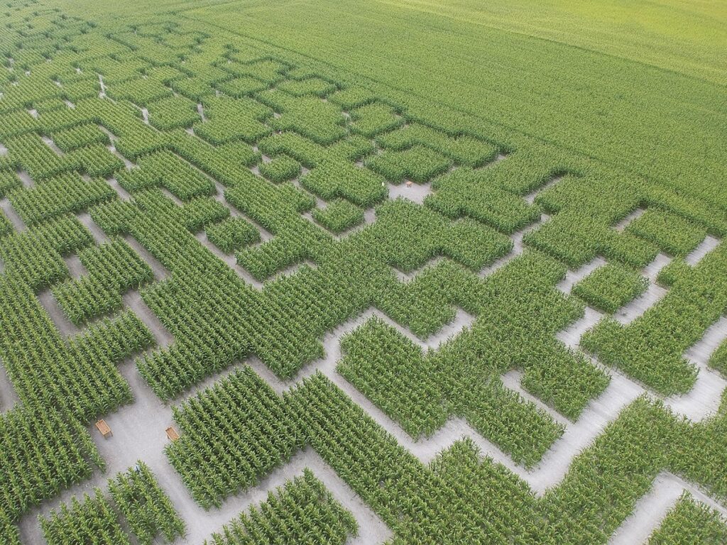 Activité à faire avec son chien : Pop Corn Labyrinthe