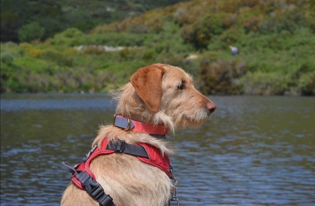 barrage de lisa avec chien corse