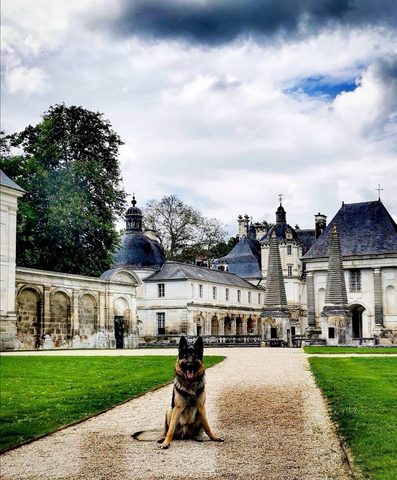 10 choses à voir en Bourgogne avec son chien !