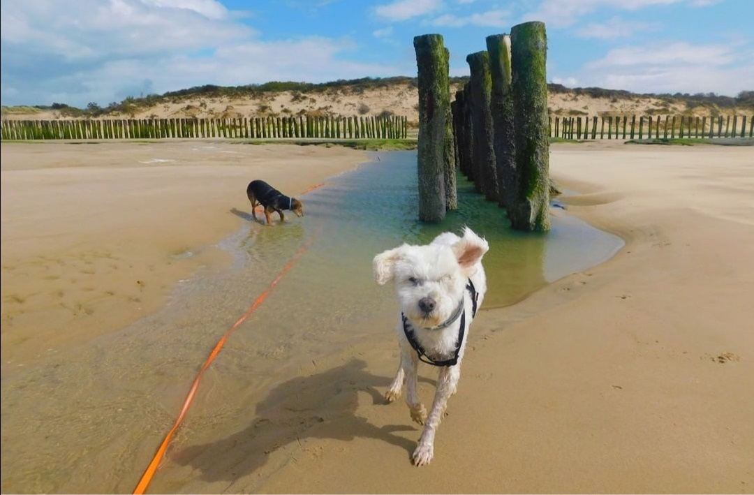 Plage de Wissant