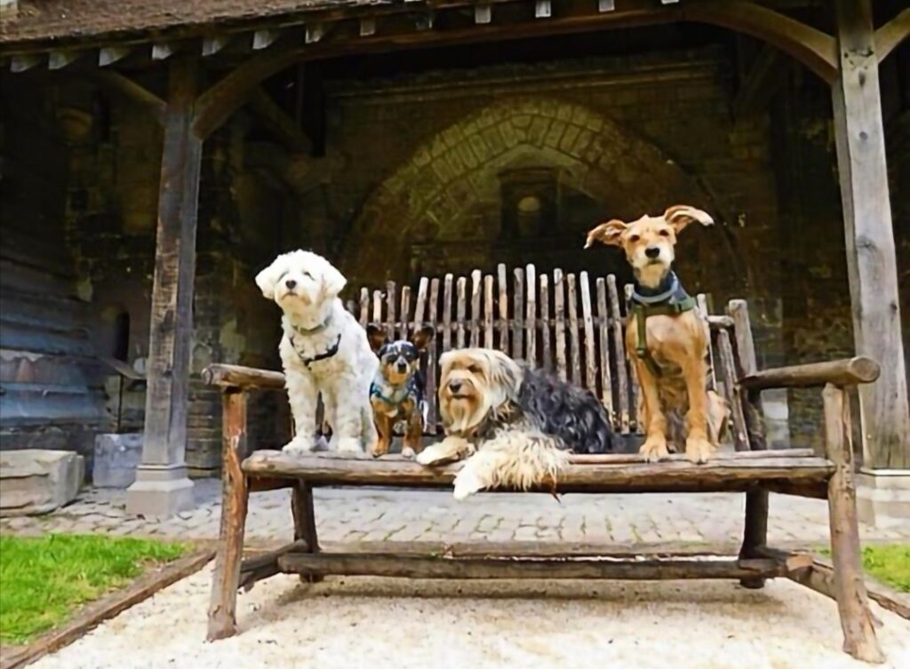 découvrir troyes avec chien