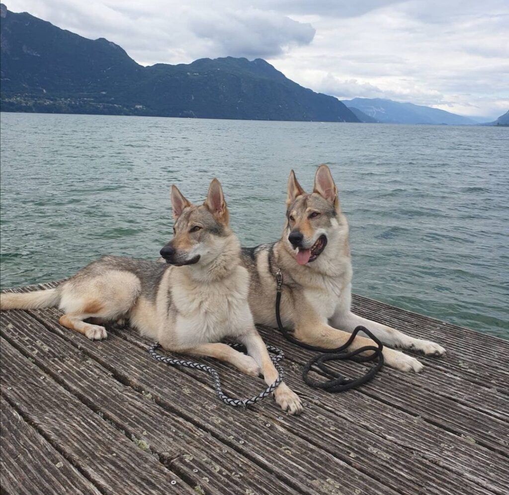 lac du bourget avec chien