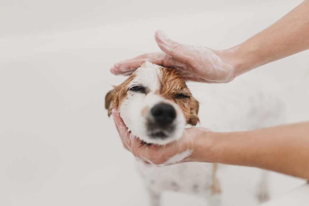 Quels sont les produits les plus adaptés pour prendre soin de son chien ?