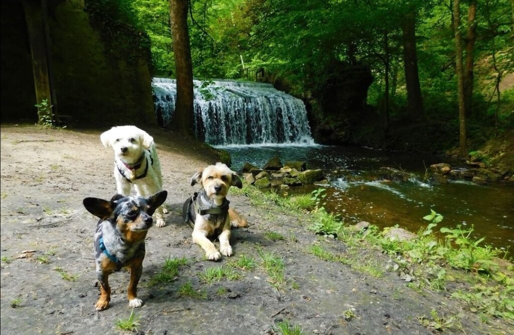 randonnée avec chien cascade des Vaux de Cernay