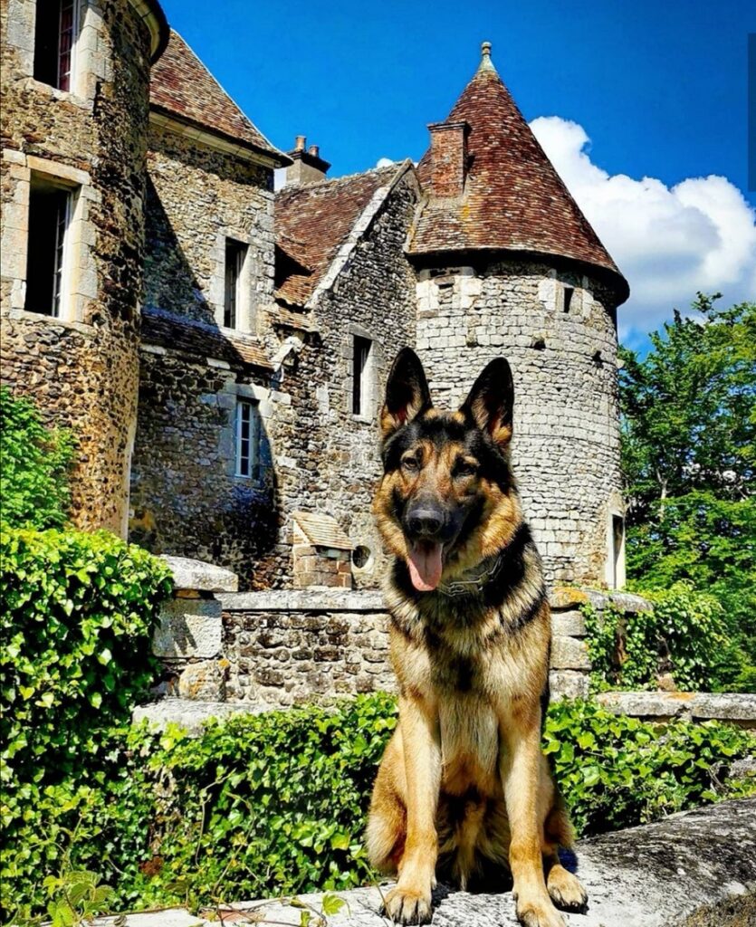 tourisme avec mon chien bourgogne château de ratilly