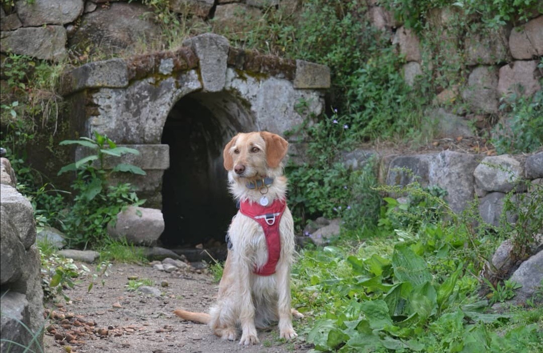 vacances avec chien en corse