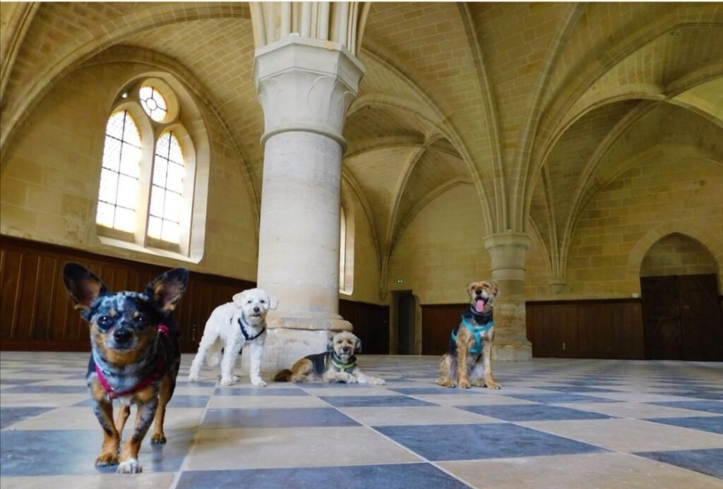 visite abbaye de royaumont avec chien