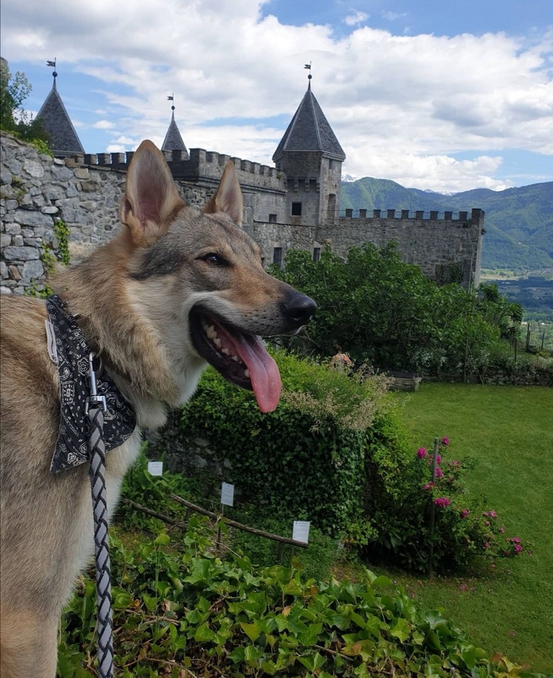 visite château de miolans avec chien dans le grésivaudan