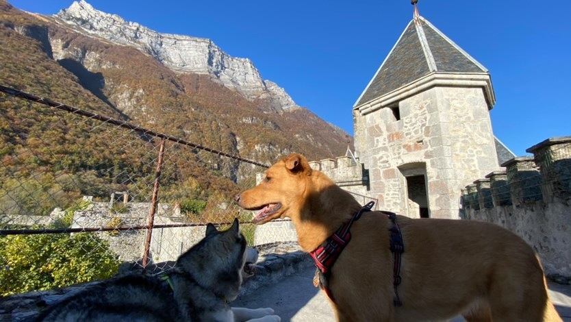 visite château miolans avec chien