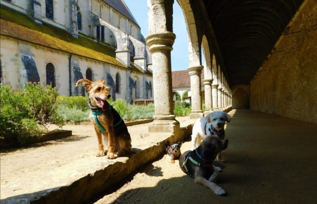 visiter donnemarie-dontilly avec un chien