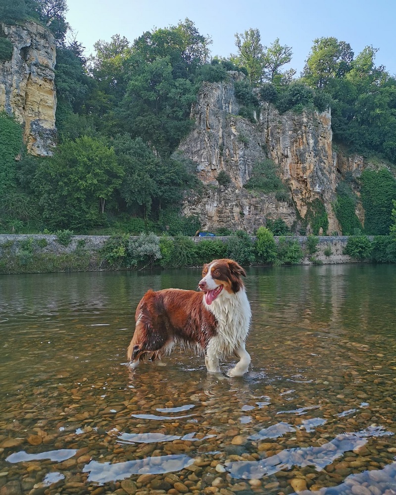 Baignade avec chien Dordogne