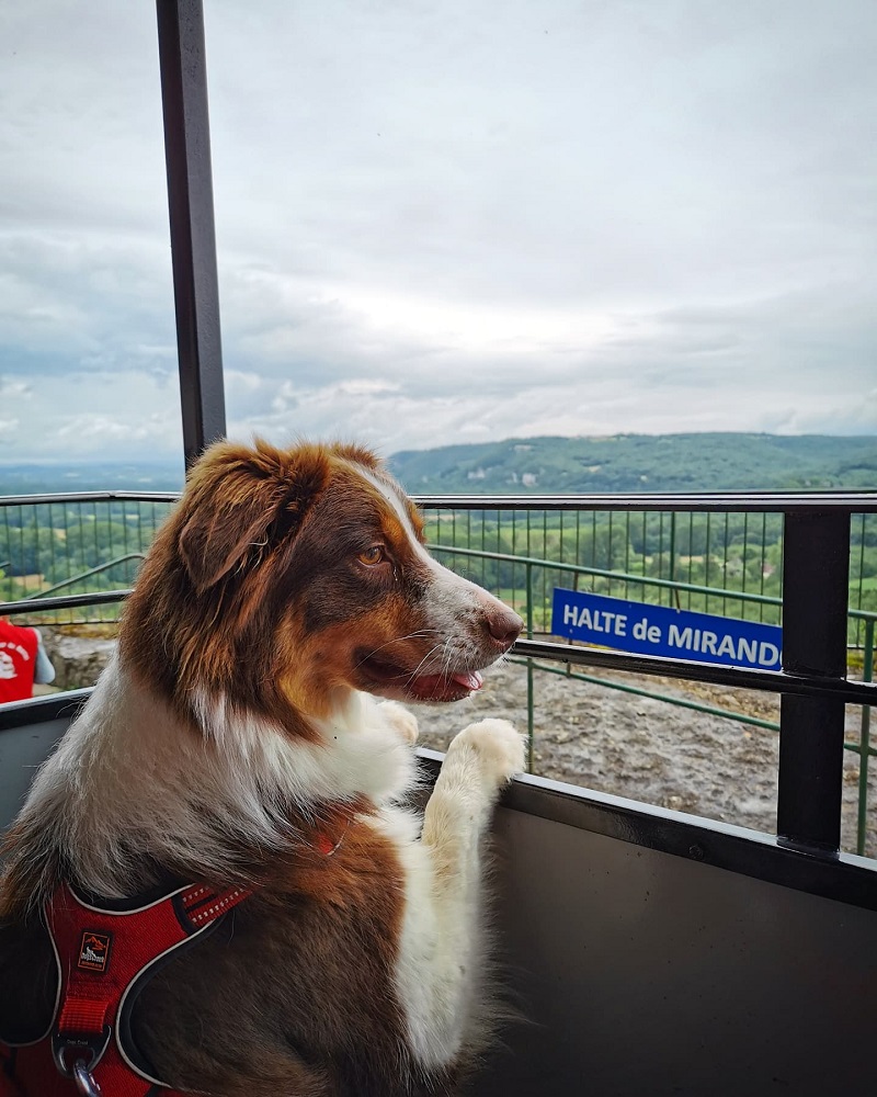 Chemin De Fer Touristique Haut Quercy avec chien