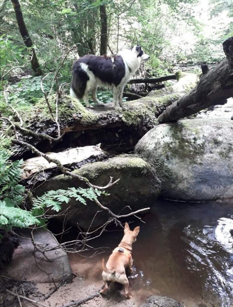 balade avec chien saut du chalard