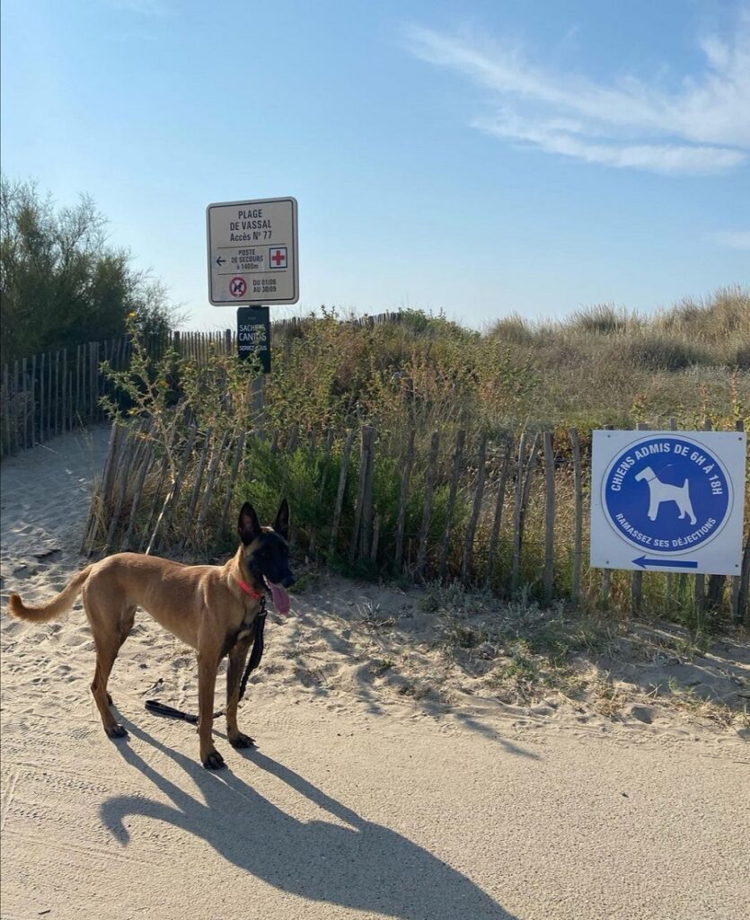 chien autorisé plage hérault