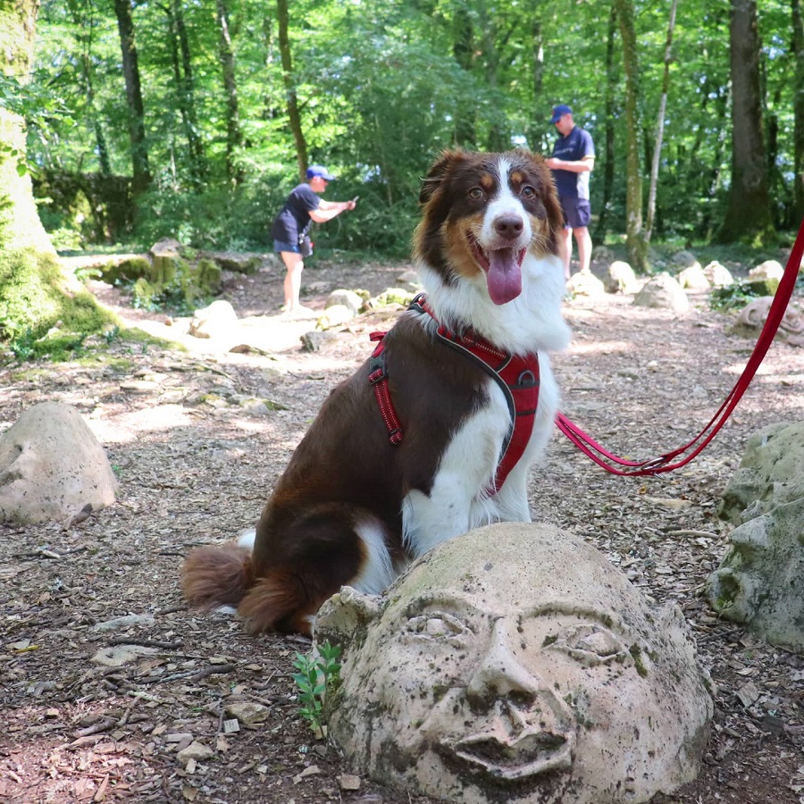 chien qui visite les jardins de marqueyssac