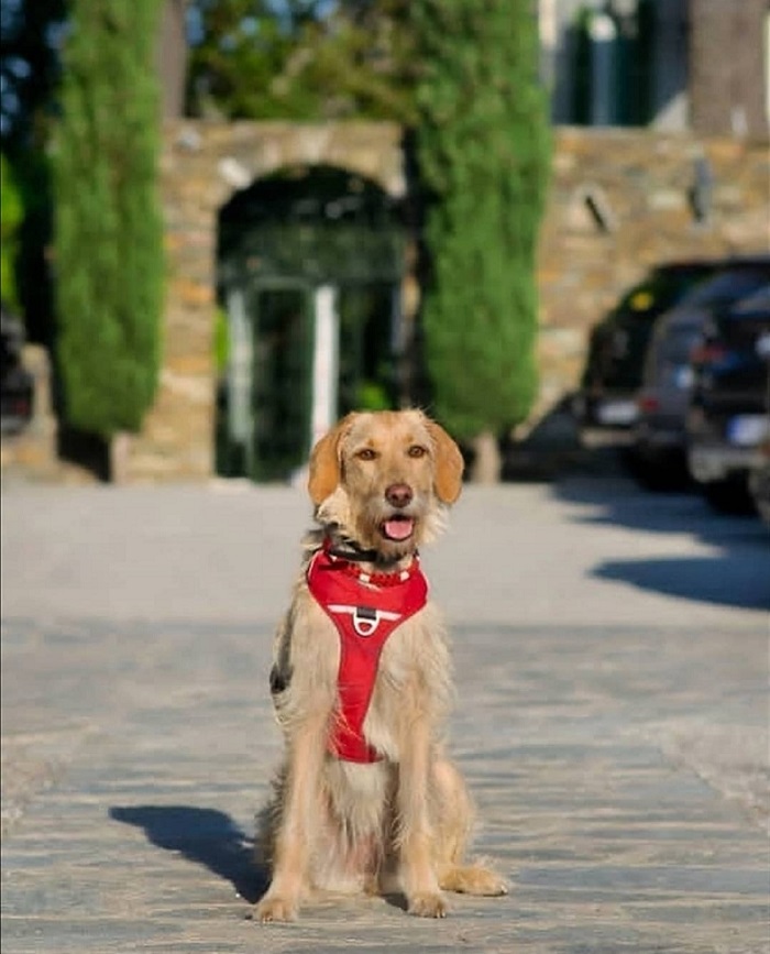 hôtel dogfriendly en corse