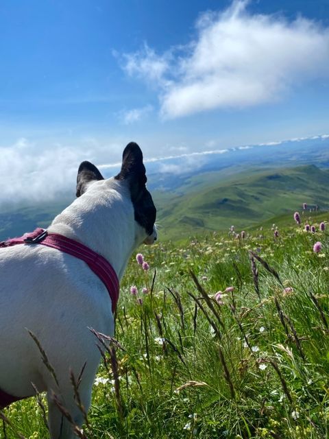 Plomb du Cantal