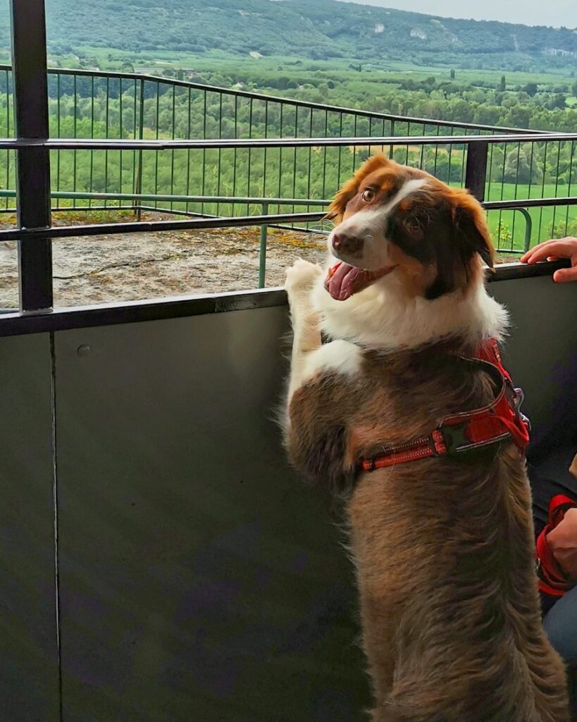 train touristique haut quercy avec chien