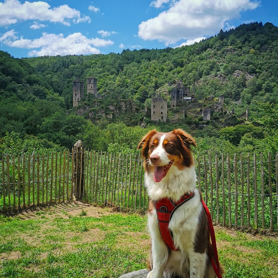 Visiter la Vallée de la Dordogne avec un chien