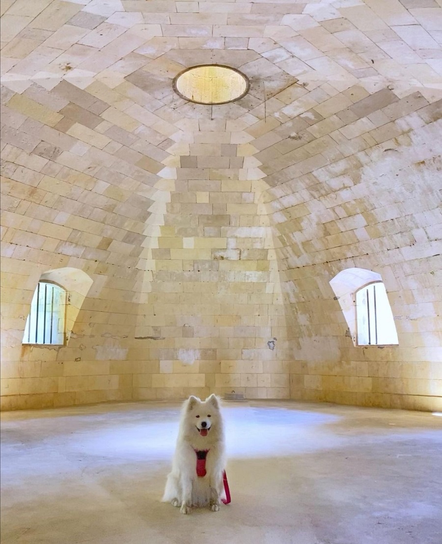 visite fort liédot avec chien ile d'aix