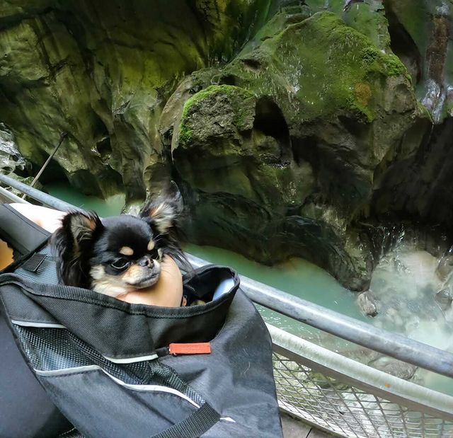 visite gorges du pont du diable avec chien