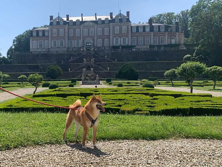 visite parc château de sassy avec chien