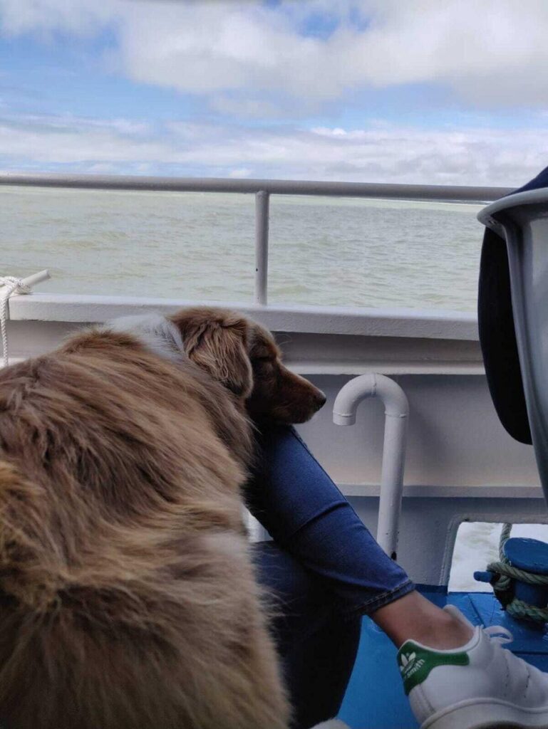 bateau de la baie de somme avec chien