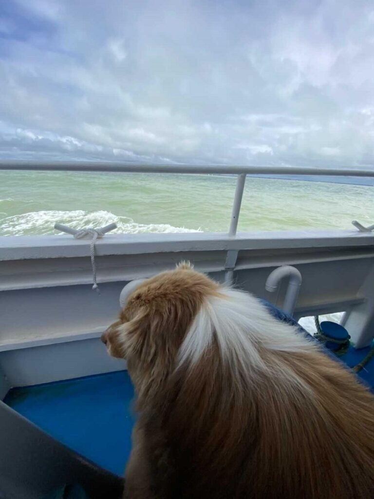 bateau de la baie de somme chien accepté