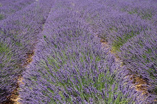 Ferme aux Lavandes