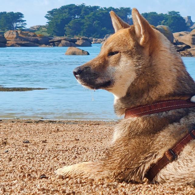 plage ty néouis autorisée au chien